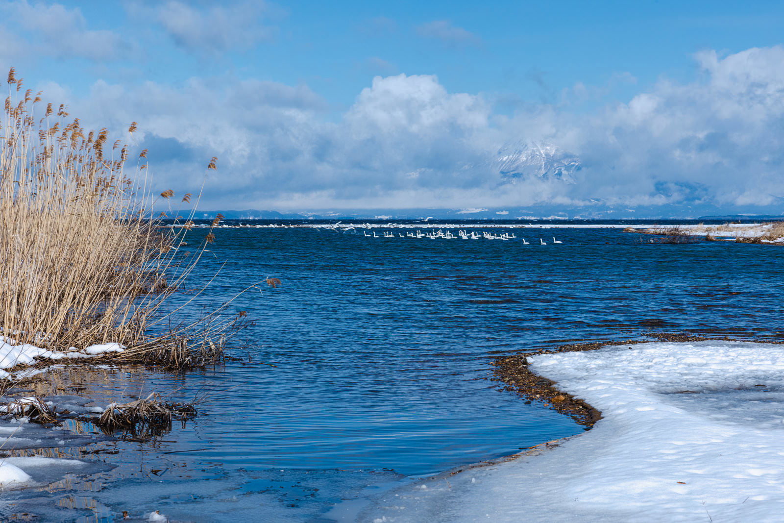A flock of swans floating on the snow-covered lakeshore of the blue Lake Inawashiro