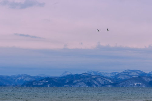 猪苗代湖の上空で舞う白鳥のペア、冬の渡来地で編隊飛行