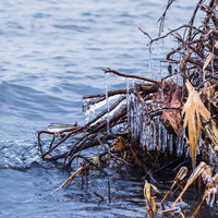 猪苗代湖の流木に凍り付くつらら｜冬の飛沫氷の写真