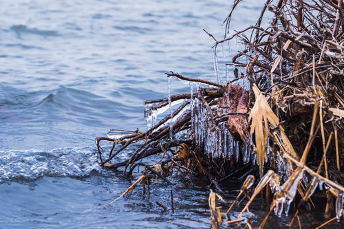 猪苗代湖の流木に凍り付くつらら｜冬の飛沫氷