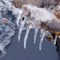 猪苗代湖の倒木に付着した飛沫氷のつらら群の冬景色の写真