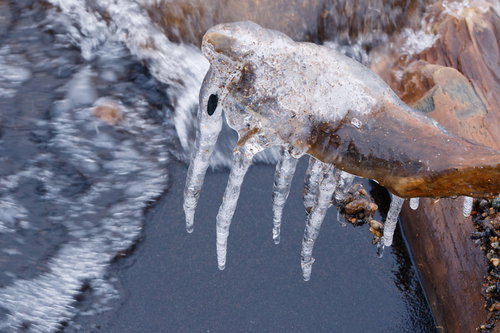 猪苗代湖の倒木に付着した飛沫氷のつらら群の冬景色