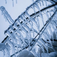 猪苗代湖の飛沫によってできた木の枝の無数につららの写真