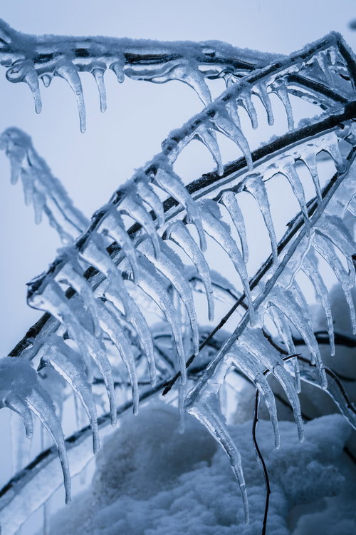 猪苗代湖の飛沫によってできた木の枝の無数につらら