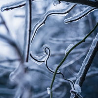 飛沫で作られた木の枝を覆うつらら、猪苗代湖の冬景色の写真
