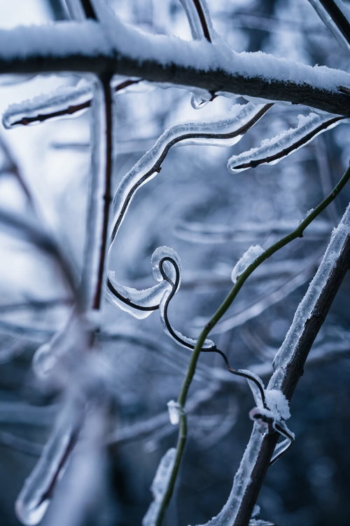 飛沫で作られた木の枝を覆うつらら、猪苗代湖の冬景色