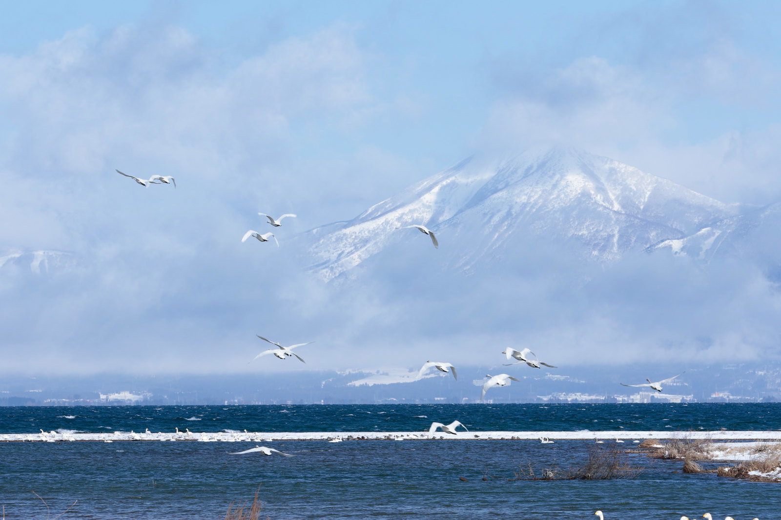 雪の磐梯山を背景に空を飛ぶ複数の白鳥と水鳥