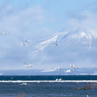雪化粧の磐梯山を背に飛ぶ渡り鳥たちの輪舞の写真
