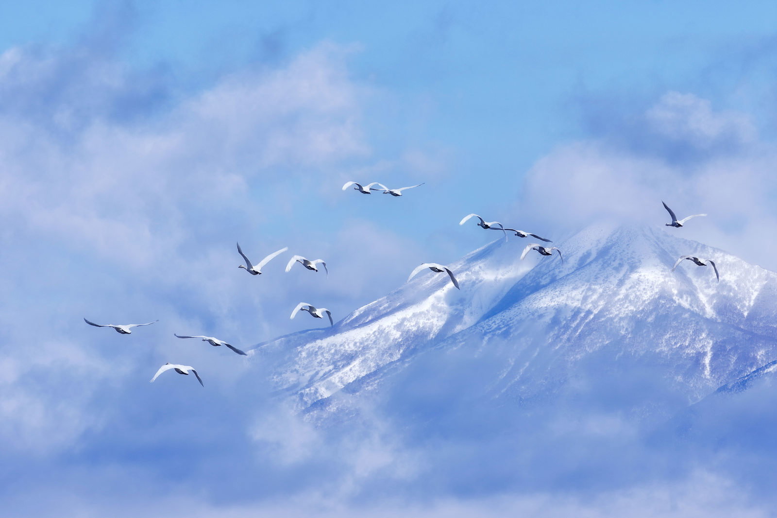 磐梯山の上空で編隊飛行する白鳥の群れ