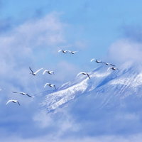 磐梯山を背に飛翔する白鳥の大行進の写真