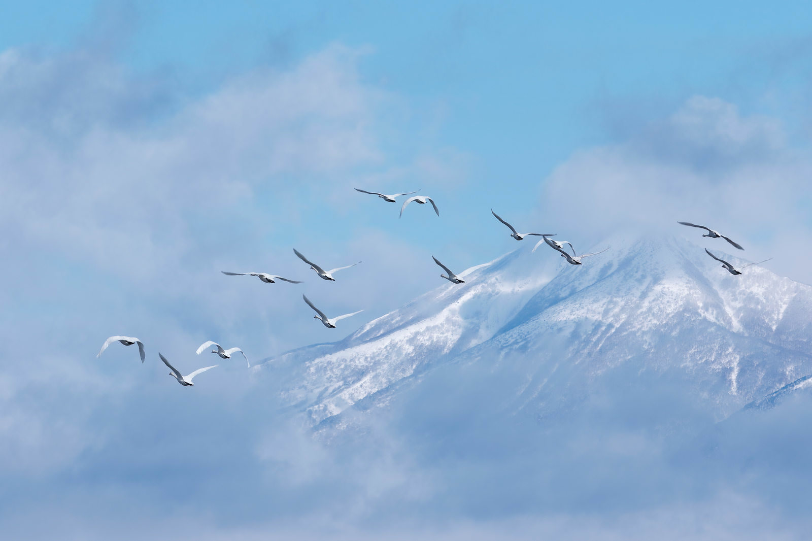 雪の磐梯山を背景に、編隊で飛ぶ複数の白鳥たちの群れ