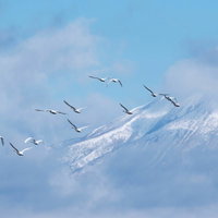 雪の磐梯山を背に群れで飛ぶ渡り鳥、白鳥の編隊飛行の写真
