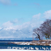白鳥の群れが舞う猪苗代湖の冬景色、奥に磐梯山の写真