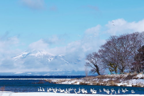 白鳥の群れが舞う猪苗代湖の冬景色、奥に磐梯山