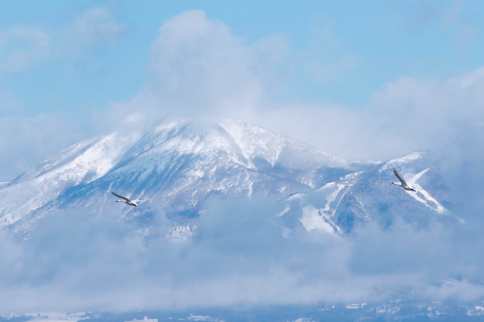 磐梯山の雪景色を背景に、青空を飛ぶ2羽の白鳥