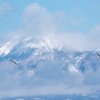 磐梯山を背景に飛び立つ白鳥の飛翔の写真