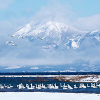 磐梯山を背に飛び立つ白鳥の群れ－猪苗代湖の冬景色の写真