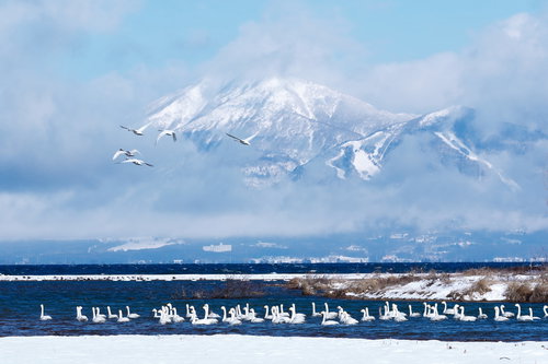 磐梯山を背に飛び立つ白鳥の群れ－猪苗代湖の冬景色