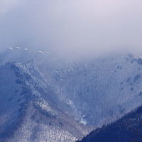 雪化粧した山々を背景に飛ぶ白鳥の群れの写真