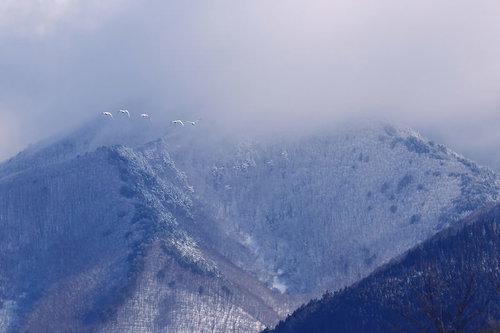 雪化粧した山々を背景に飛ぶ白鳥の群れ