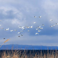 猪苗代湖上空を飛ぶ白鳥の群れの写真