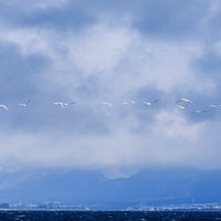 翼を広げた白鳥たちが飛び立つ猪苗代湖の群れの写真