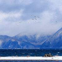 天空をめざす白鳥の飛び立つ群れ～猪苗代湖の冬景色の写真