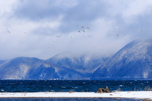 天空をめざす白鳥の飛び立つ群れ～猪苗代湖の冬景色