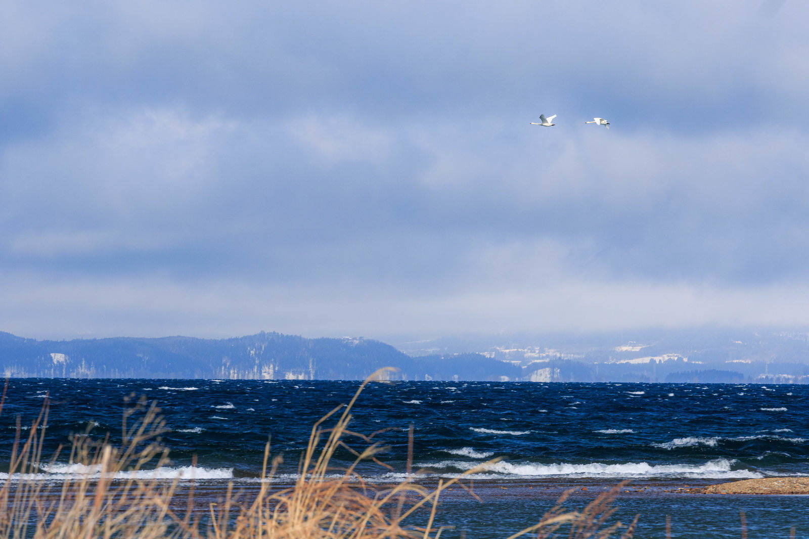 A pair of swans at Lake Inawashiro
