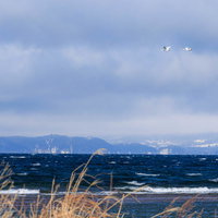 猪苗代湖で出会った白鳥のカップルの写真