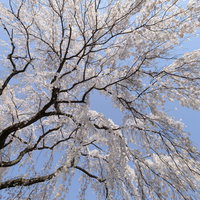 川越大師の見上げた空と満開の桜の写真