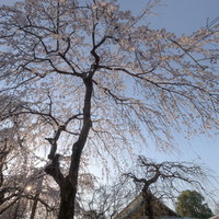 境内から見上げた喜多院の桜咲く春の景色（埼玉県川越市）の写真
