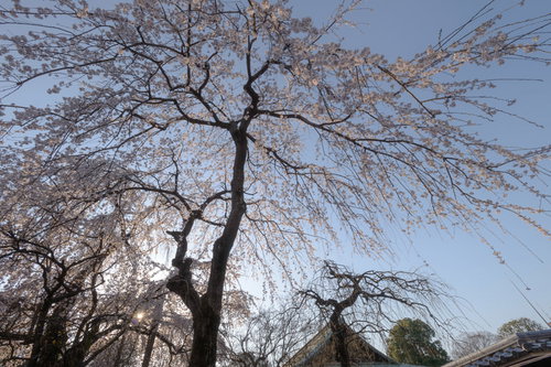 境内から見上げた喜多院の桜咲く春の景色（埼玉県川越市）