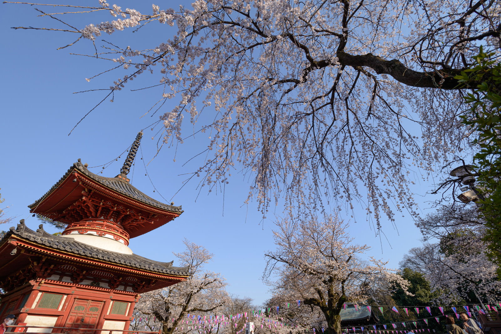 青空を背景に赤い木造の多宝塔と淡いピンクの桜が咲く境内の風景