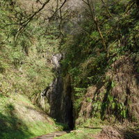 森に囲まれた備中鐘乳穴の入り口、苔むした岩壁と光が差し込む鍾乳洞の写真