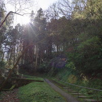 備中鐘乳穴へ下る樹林の長い階段と緑の雑木林に囲まれた散策路の写真