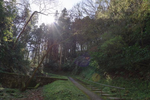 備中鐘乳穴へ下る樹林の長い階段と緑の雑木林に囲まれた散策路