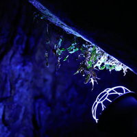 備中鐘乳穴の洞窟内でライトアップされた苔と鍾乳石の写真