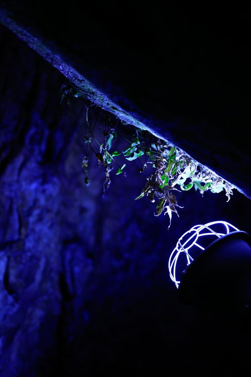 備中鐘乳穴の洞窟内でライトアップされた苔と鍾乳石