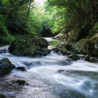埼玉県の三波渓谷を流れる清流と緑豊かな渓流の写真