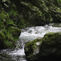苔むした岩場を流れる清らかな水の流れ〜透明な清流とせせらぎの写真