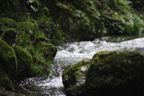 苔むした岩場を流れる清らかな水の流れ〜透明な清流とせせらぎ