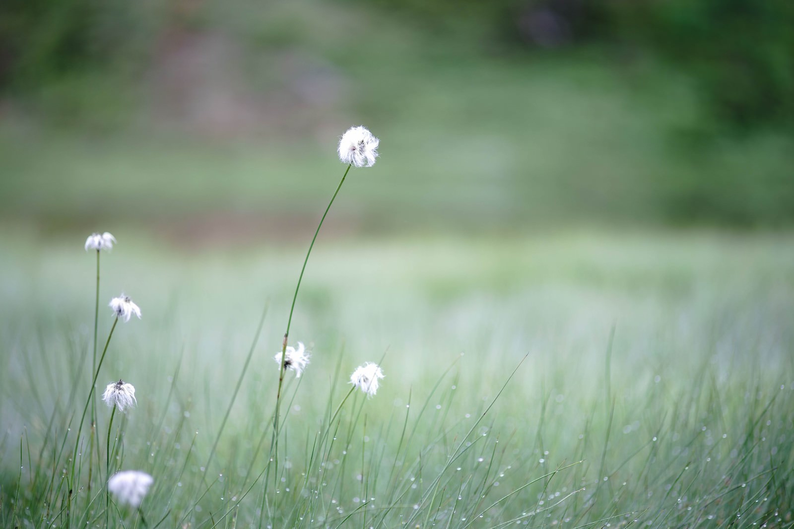 緑の草原に咲く白いふわふわした花穂のワタスゲ