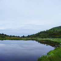 白根山の弓池に咲くワタスゲの写真