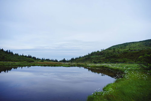 白根山の弓池に咲くワタスゲ