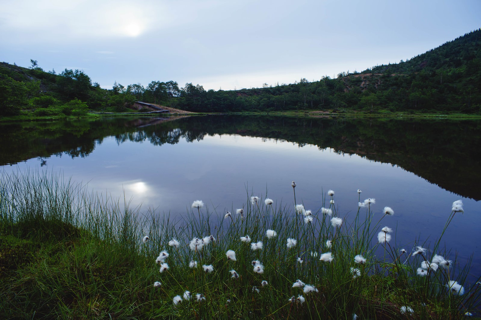 群馬県白根山の弓池を背景に、手前に白いワタスゲが咲く湿原の風景