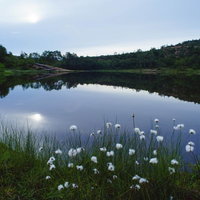 水鏡のような弓池とワタスゲの群生の写真