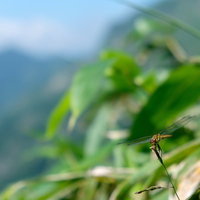 緑の葉に捕まるトンボ、細長い体と透明な羽が特徴の昆虫の写真