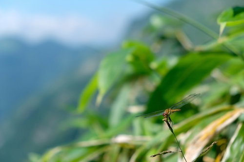 緑の葉に捕まるトンボ、細長い体と透明な羽が特徴の昆虫
