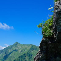 岩肌に咲く高山植物と青空の山岳風景、細い茎に咲く色とりどりの花の写真